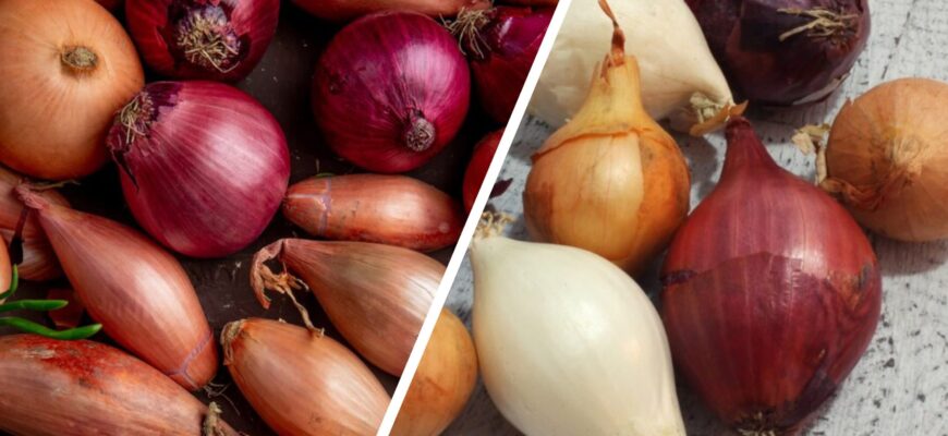 Мати в селі довіряє тільки 2 сортам озимої цибулі: їх вистачає на весь рік, вони добрі на смак і невибагливі