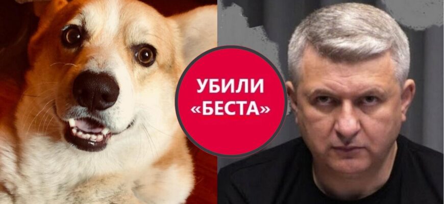 Під Києвом у Романенка сусід убив коргі – пострілом із рушниці серед білого дня (ФОТО)