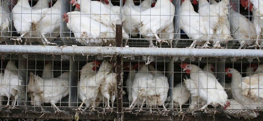 Ще одні ображені: не лише польські та французькі фермери «мають зуб» на Україну