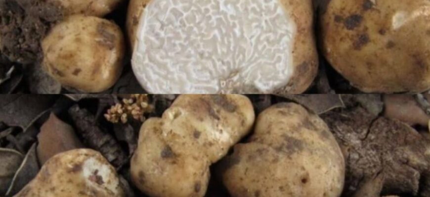 Зранку пішов до лісу за опеньками а ввечері став багатим, знайшов гриб, вартістю в 4000 євро… Фото