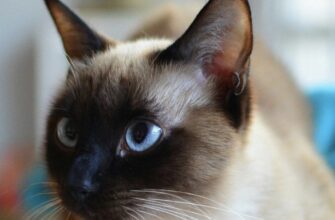 Стала відома доля “мобілізованого” кота на Київщині