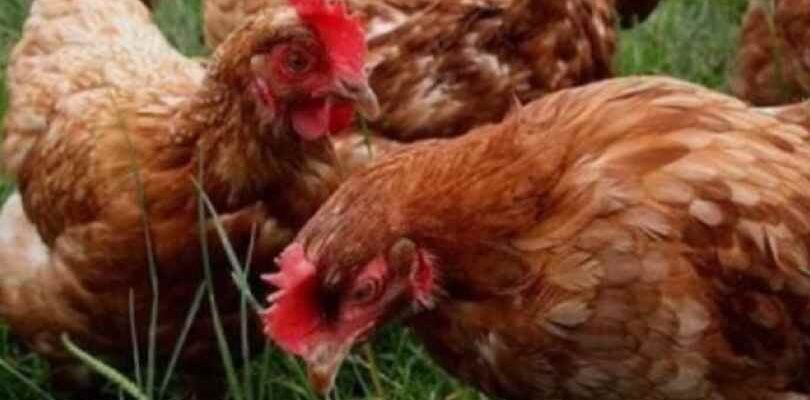 Що робити, щоб кури добре неслися: народні поради