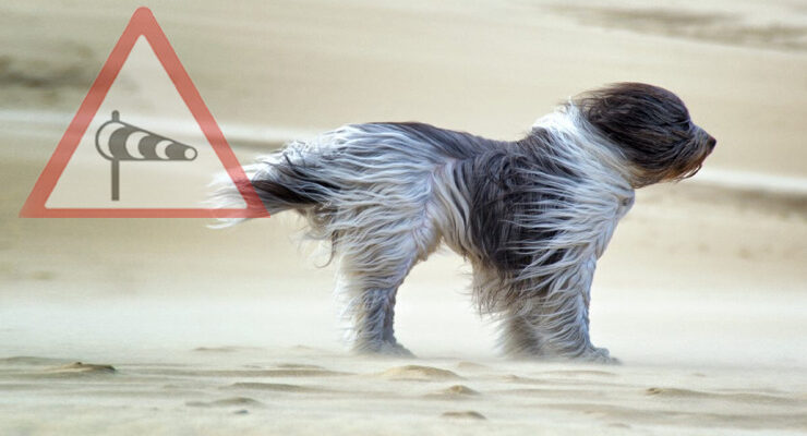 Сильний вітер знову прогнозують в Україні