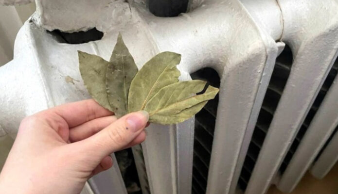 Такого ви ще не робили: покладіть лавровий лист на батарею, і здивуєтеся як швидко зміниться ваша квартира 