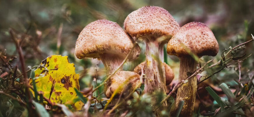 Цієї помилки майже ніхто не знає: скільки часу потрібно варити опеньки