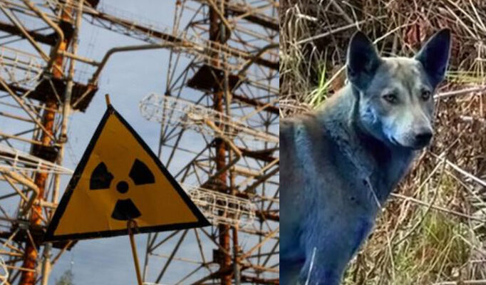 Загадка Чорнобиля: у зоні відчуження з’явилися собаки з блакитною шерстю (4 ФОТО)