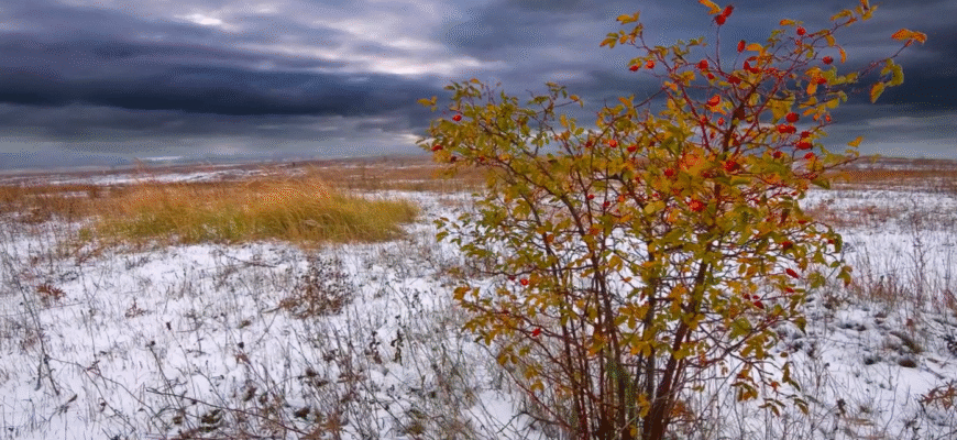 Заморозки вже лютують: синоптики попередили, коли сипне сніг по всіх областях
