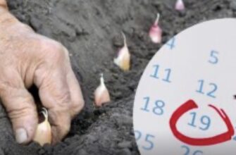 Посадка озимого часнику восени 2025 року: коли й у які дні садити