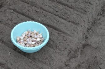 Не саджу часник поки не подивлюся на це дерево: 1 “безперебійний” орієнтир посадки – лише йому довіряю
