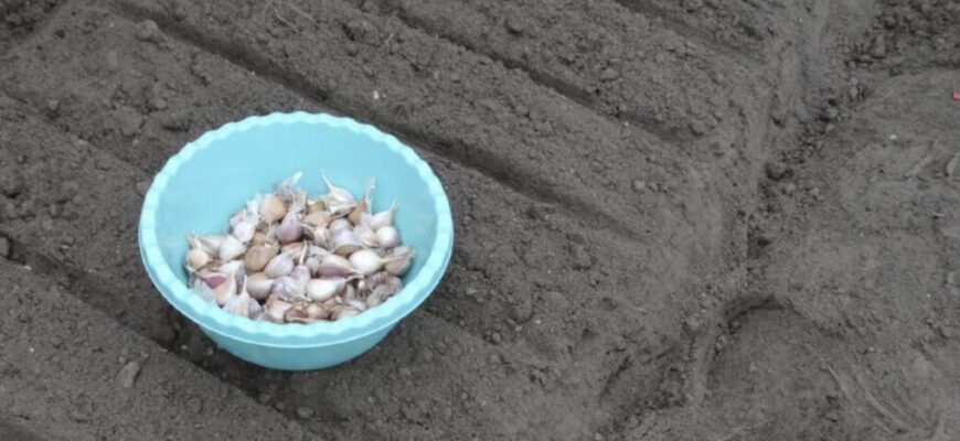Не саджу часник поки не подивлюся на це дерево: 1 “безперебійний” орієнтир посадки – лише йому довіряю