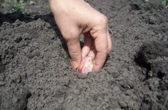 Грядку з часником не чіпаю після посадки: і ви залиште її в спокої. 1 головне правило вирощування часнику