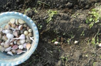 Висаджую озимий часник по-чернівецьки – влітку головки “ламають” землю: +3 см у діаметрі цибулини