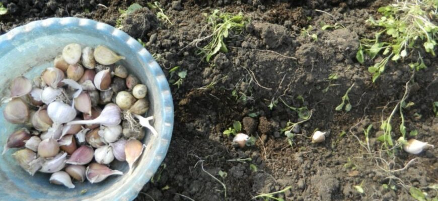 Висаджую озимий часник по-чернівецьки – влітку головки “ламають” землю: +3 см у діаметрі цибулини