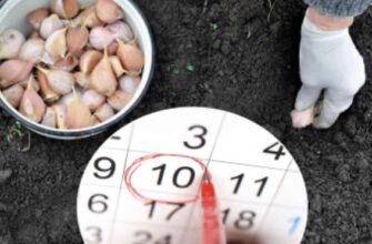Посадка озимого часнику в 2025 році: сприятливі дні жовтня та листопада