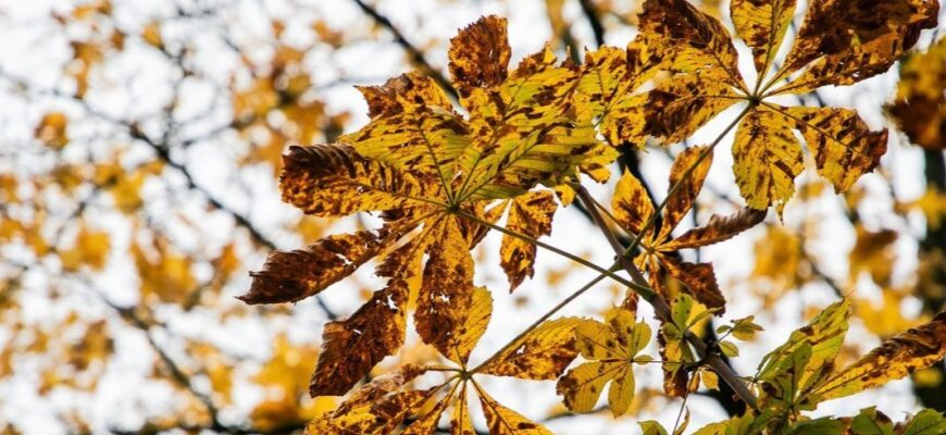 Між теплом та першими морозами: який кліматичний сценарій чекає на Україну 15 та 16 листопада