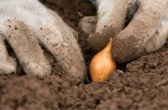 У які дні листопада 2025 садити озиму цибулю: місячний календар