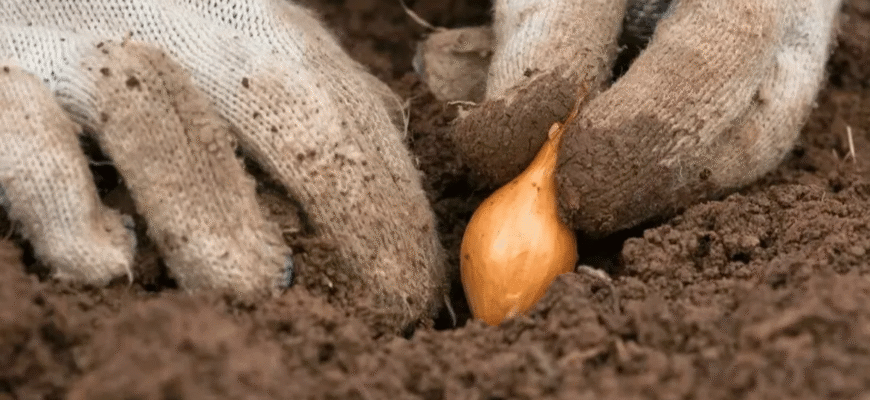 У які дні листопада 2025 садити озиму цибулю: місячний календар