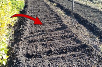 Беру 3 відра по 10 л – і біжу на город: перед груднем треба обов’язково встигнути зробити цей “фінт”