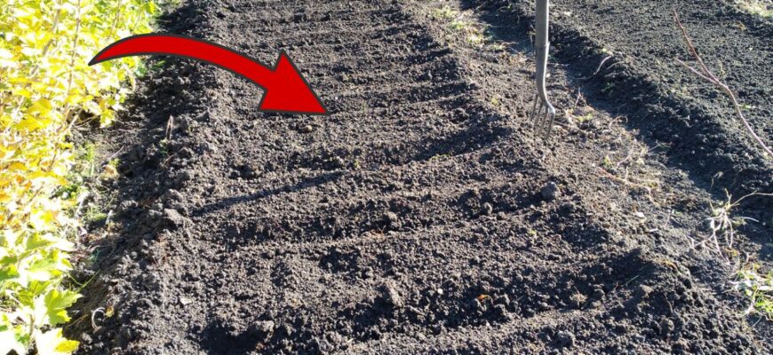 Беру 3 відра по 10 л – і біжу на город: перед груднем треба обов’язково встигнути зробити цей “фінт”