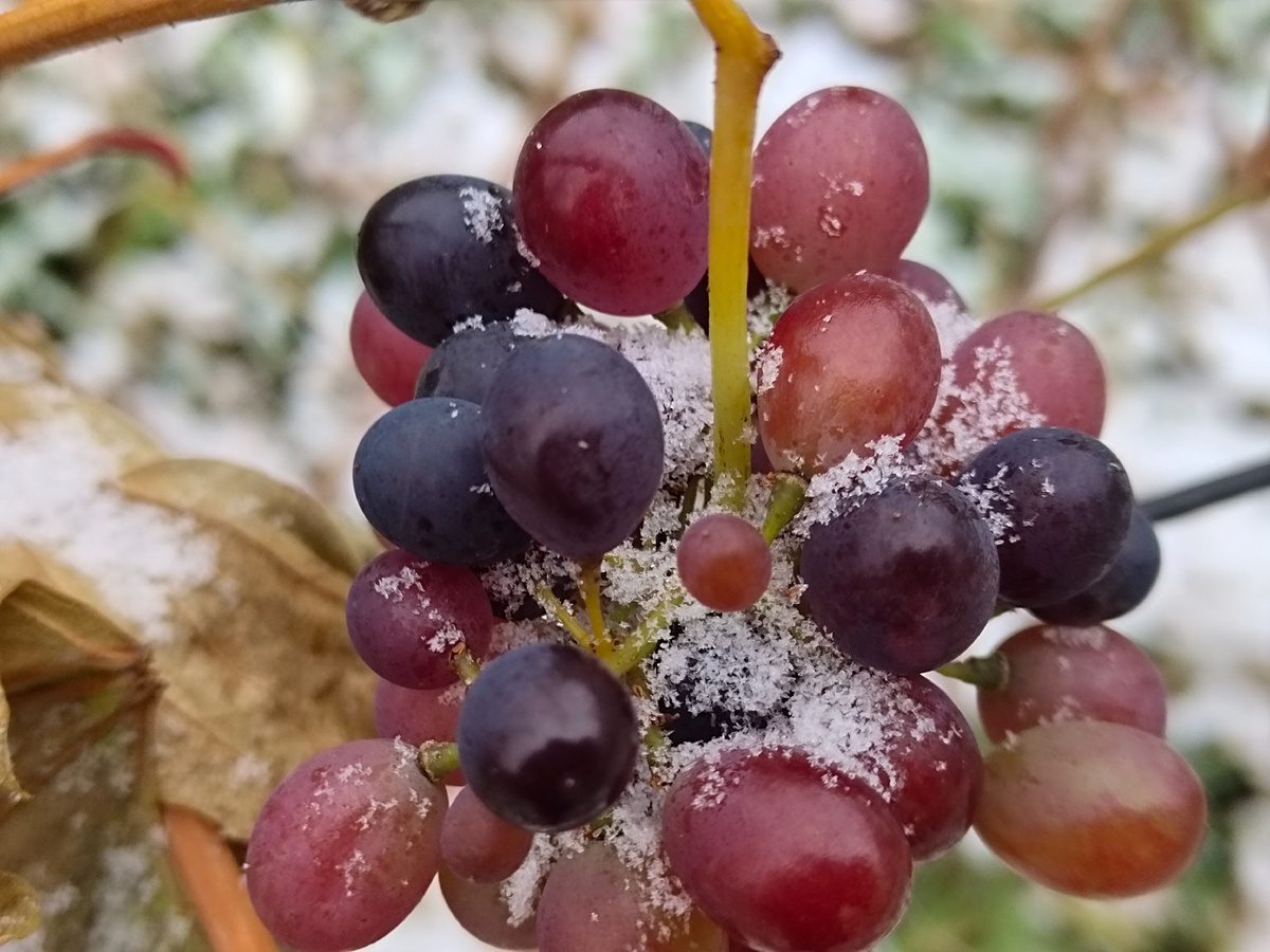 Садівники розповіли, як правильно укривати виноград на зиму для кращої зимівлі та врожайності