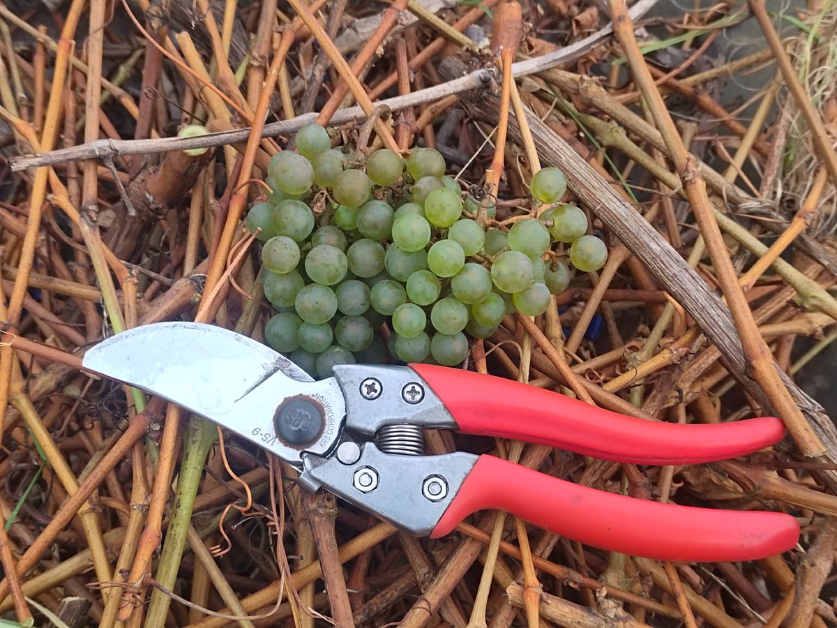 Садівники розповіли, як правильно укривати виноград на зиму для кращої зимівлі та врожайності