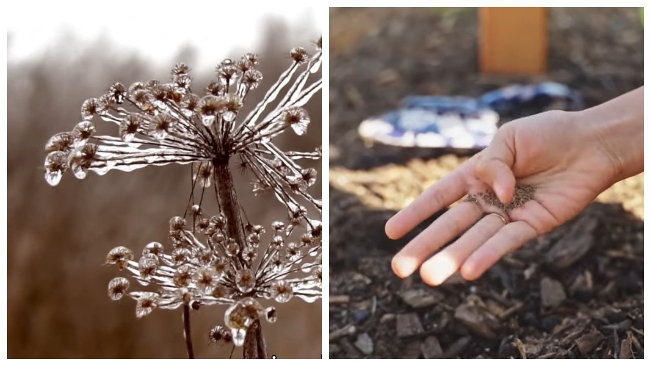 Городники розповіли про технологію посіву кропу під зиму