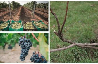 На дворі середина листопаду — я продовжую укривати виноград: 3 надійні засоби зберегти лозу від морозу