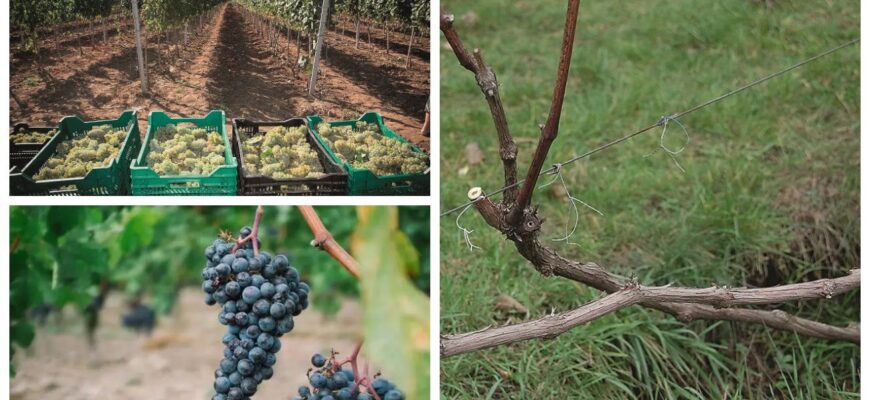 На дворі середина листопаду — я продовжую укривати виноград: 3 надійні засоби зберегти лозу від морозу