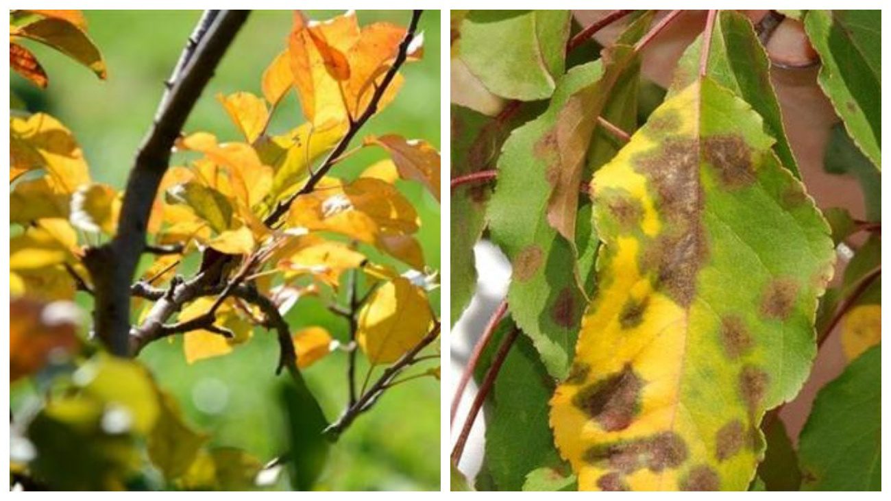 Садівники пояснили, чому яблуня не скидає листя восени