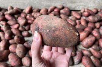 Насипала на картоплю і забула до весни: лежить по 8-10 місяців як миленька, не зеленіє, не гниє