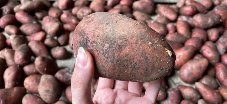 Насипала на картоплю і забула до весни: лежить по 8-10 місяців як миленька, не зеленіє, не гниє