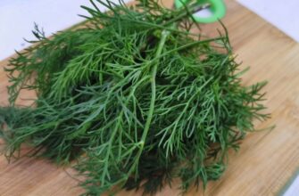 Хитрий спосіб посіяти кріп до 15 листопада: інструкція, як отримати перші сходи найшвидше за всіх сусідів