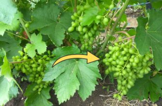 Через цю помилку вимерзає 90% винограду: я теж так робила, поки кум-агроном не показав, як правильно
