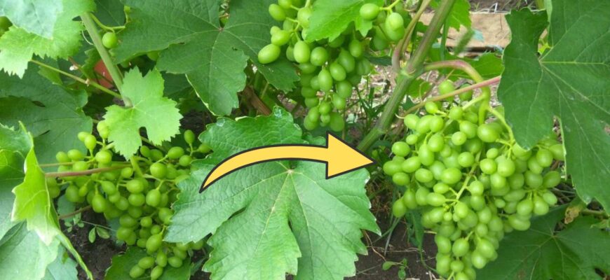 Через цю помилку вимерзає 90% винограду: я теж так робила, поки кум-агроном не показав, як правильно