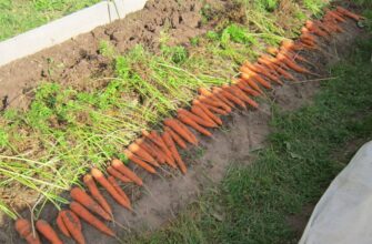 Урожай не в трубу, а з труби: вже років 12 вирощую довжелезну моркву у пластиковій гофрі (ФОТО)