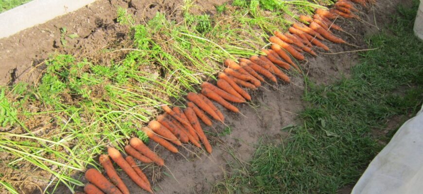 Урожай не в трубу, а з труби: вже років 12 вирощую довжелезну моркву у пластиковій гофрі (ФОТО)