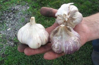 Підслухала від сусідки: хитрий спосіб посіву озимих – список сприятливих для врожаю днів у листопаді 2025