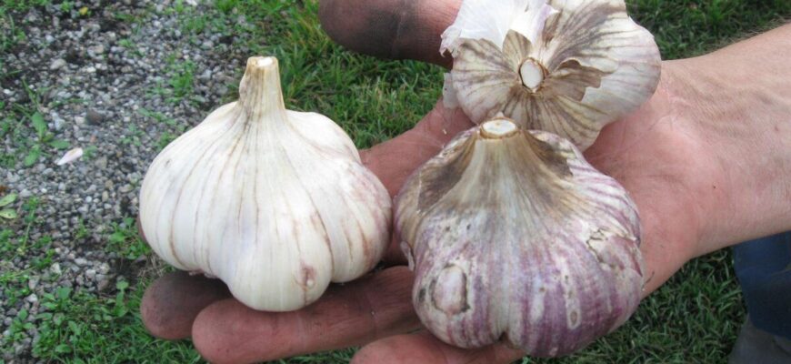 Підслухала від сусідки: хитрий спосіб посіву озимих – список сприятливих для врожаю днів у листопаді 2025