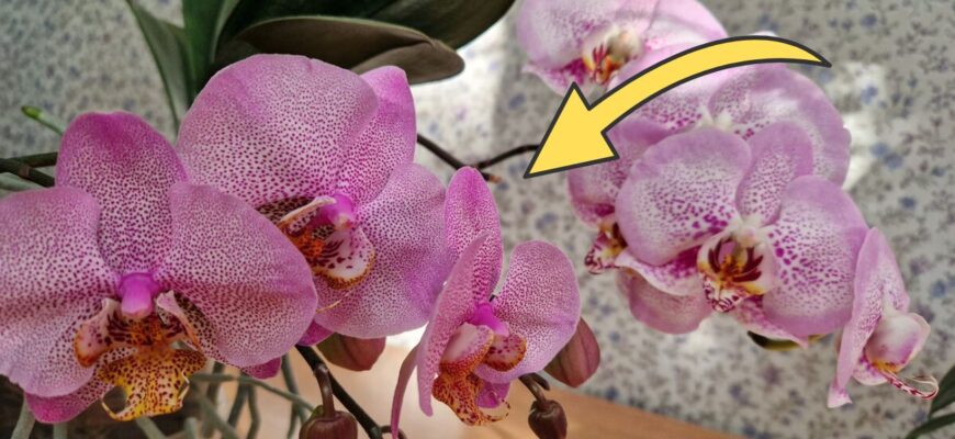 Поклала 12 зерняток у ґрунт для орхідей: за 14 днів коріння ожило – рослина вперше за рік випустила стрілку
