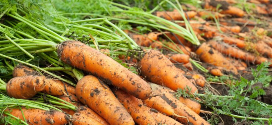 Ще 3 дні в листопаді маєте: найсприятливіший час для посіву моркви під зиму восени 2025
