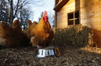 “Півняче яйце:” що це таке, і чи можна їх їсти