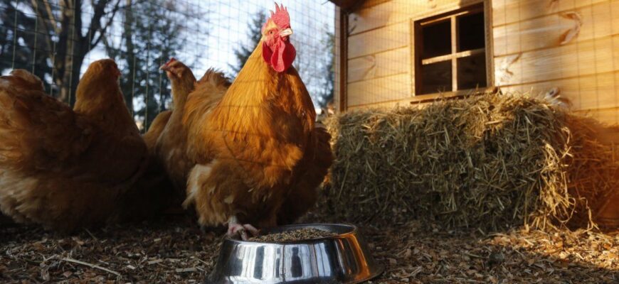 “Півняче яйце:” що це таке, і чи можна їх їсти