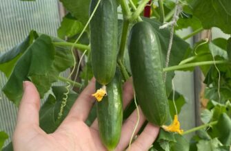 Хліб не пропадає: кладу 1 шматочок у воду та роблю добриво для огірків – ростуть, як на дріжджах