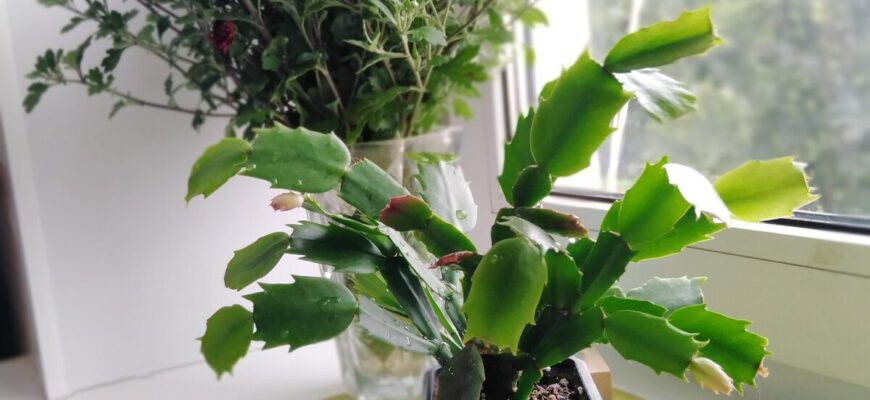 Декабрист не цвіте? Робіть ці 7 кроків до кінця листопада – і до Нового року отримаєте яскраву “шапку”