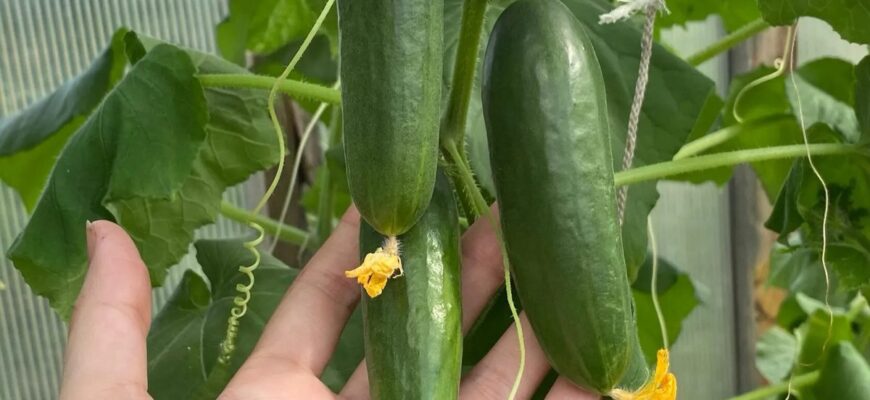 Хліб не пропадає: кладу 1 шматочок у воду та роблю добриво для огірків – ростуть, як на дріжджах