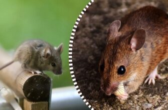 Миші втечуть назавжди: простий засіб із кухні розв’яже проблему за ніч