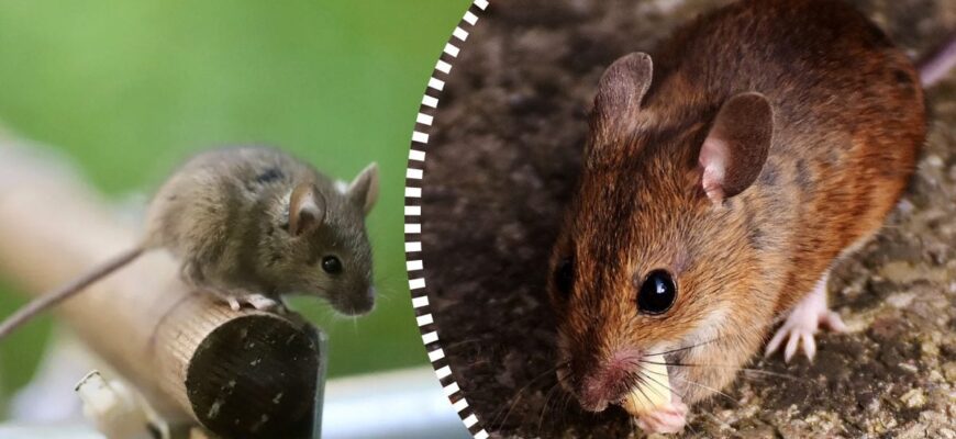 Миші втечуть назавжди: простий засіб із кухні розв’яже проблему за ніч