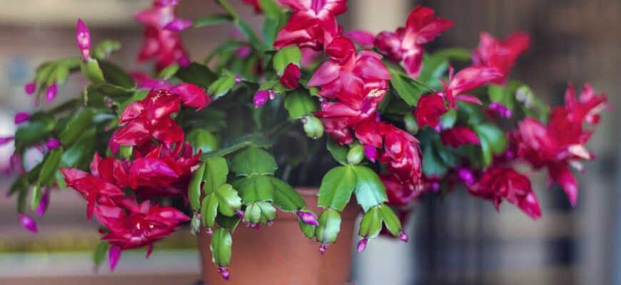 Різдвяник цвістиме десятиліттями: садівники розповіли, як “омолодити” декабрист