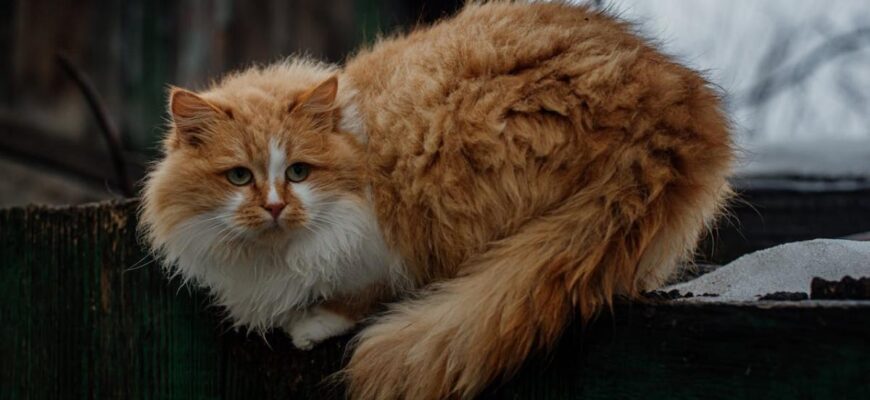 Україну може накрити одне з найсильніших похолодань за останні 70 років, – синоптик