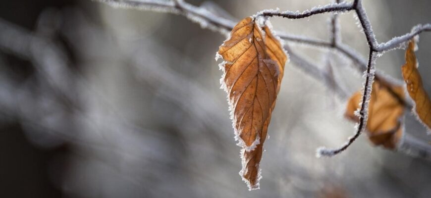 Морози і дощі зірвуть “бабине літо” – коли в Україну прийде різке похолодання